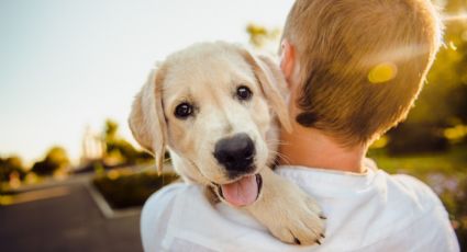 PERROS Y HUMANOS, TENEMOS UN VÍNCULO ÚNICO BASADO EN LA CIENCIA