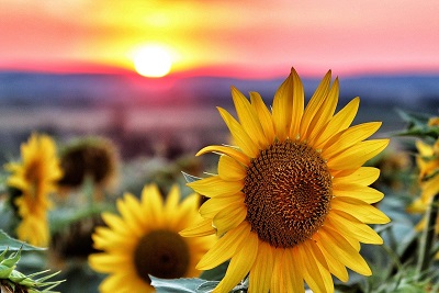5 CURIOSIDADES SORPRENDENTES DE LOS GIRASOLES